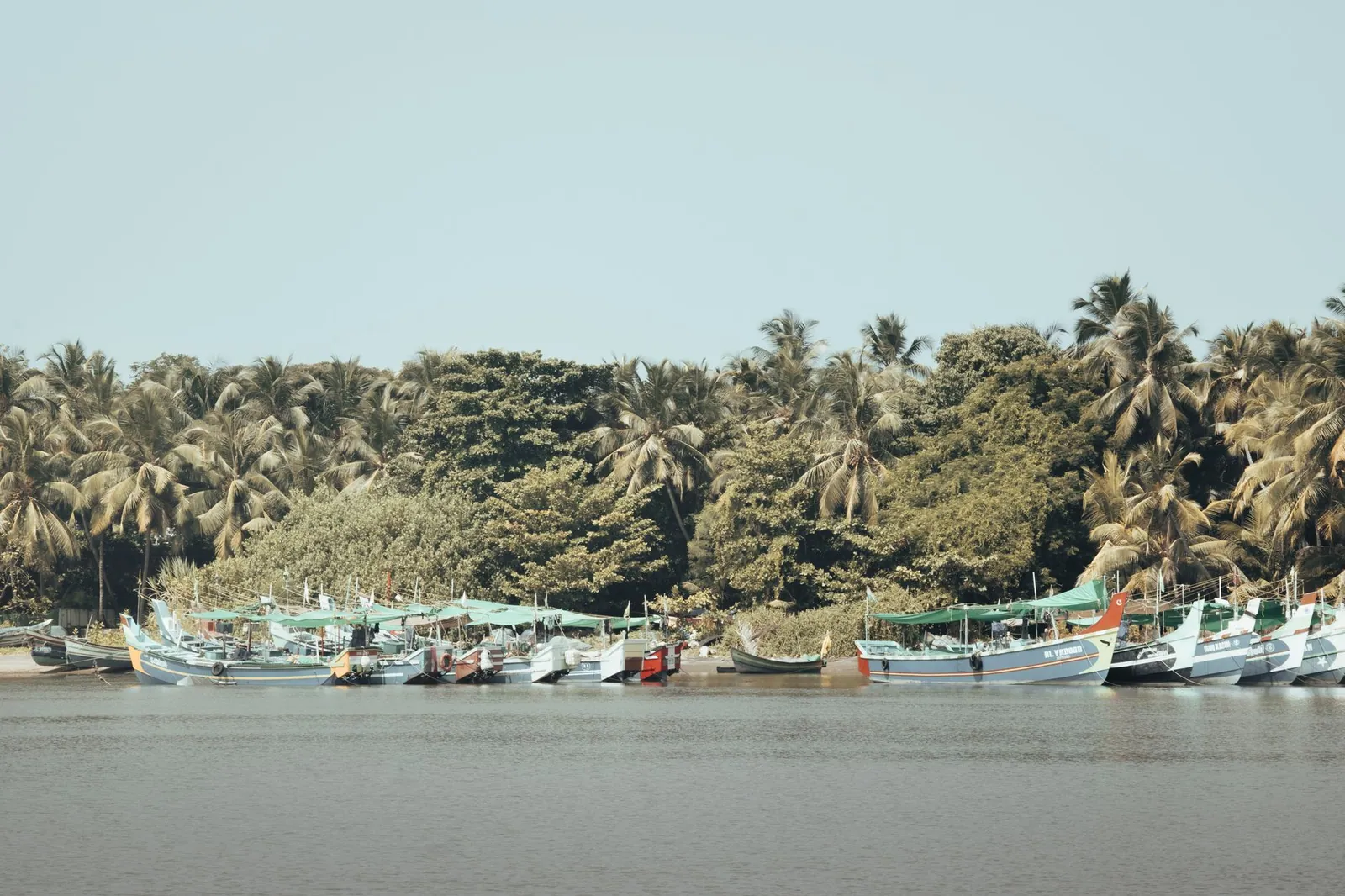 Boats docked by a palm-lined shore in Kozhikode, Kerala, India