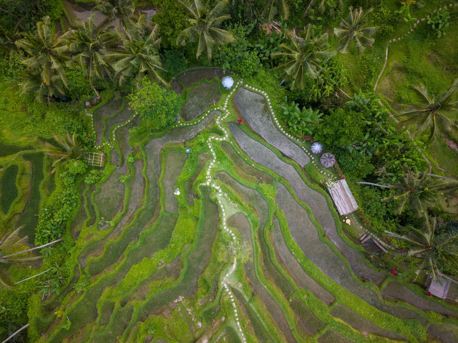 An aerial view of lush green rice terraces in Bali, Indonesia